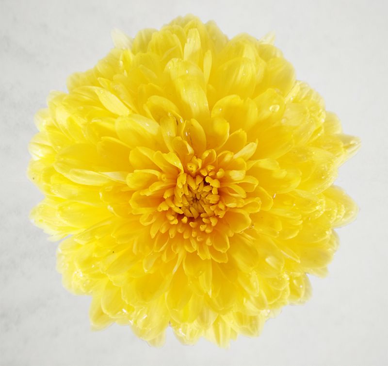 云臺冰菊在冰雪中盛開