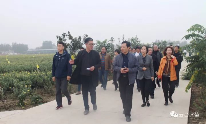 云臺(tái)冰菊基地發(fā)生了什么？一批批領(lǐng)導(dǎo)專家團(tuán)隊(duì)前來！